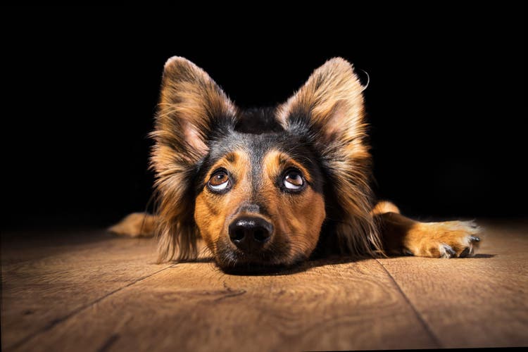 chlorhexidine for dogs and cats