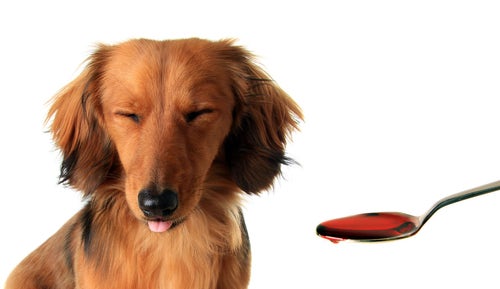 Panacur liquid for puppies hot sale