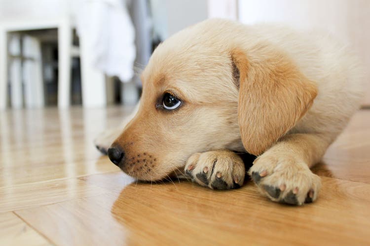 dimenhydrinate for dogs and cats