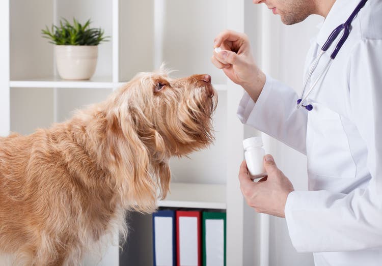 hydrocodone for dogs and cats