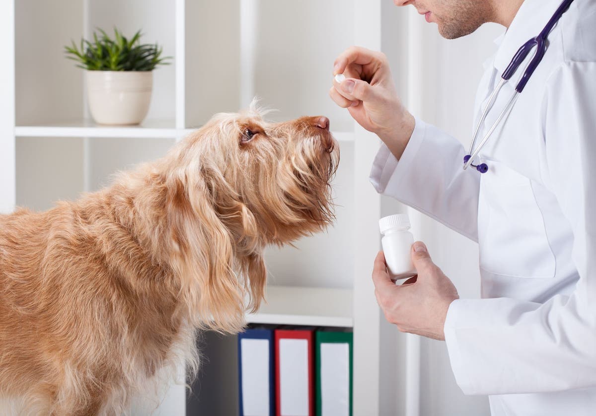 Tylenol dose for 50 on sale lb dog