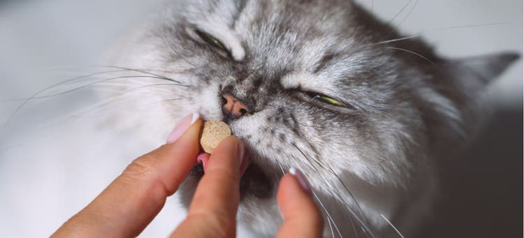 A cat taking azithromycin