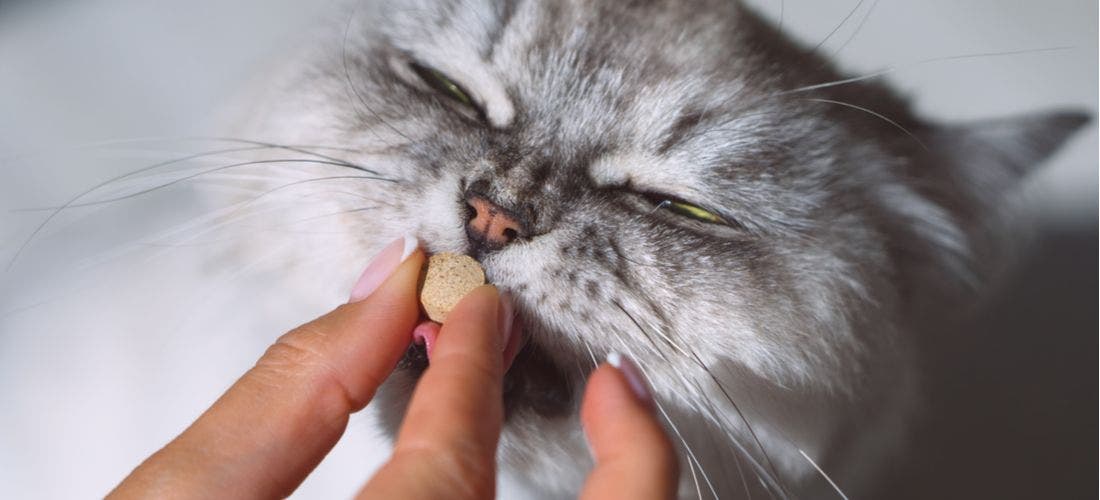 Azithromycin Zithromax for Cats and Dogs PetPlace