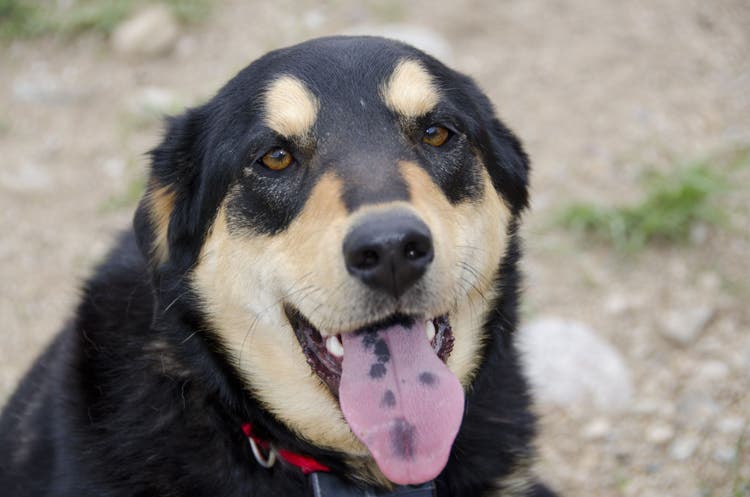 Treating severe vomiting with Ondansetron for dogs and cats.