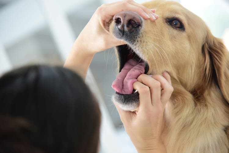 carafate for dogs and cats