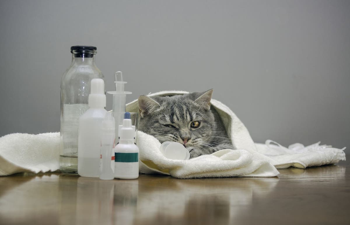 Cat injectable antibiotics top
