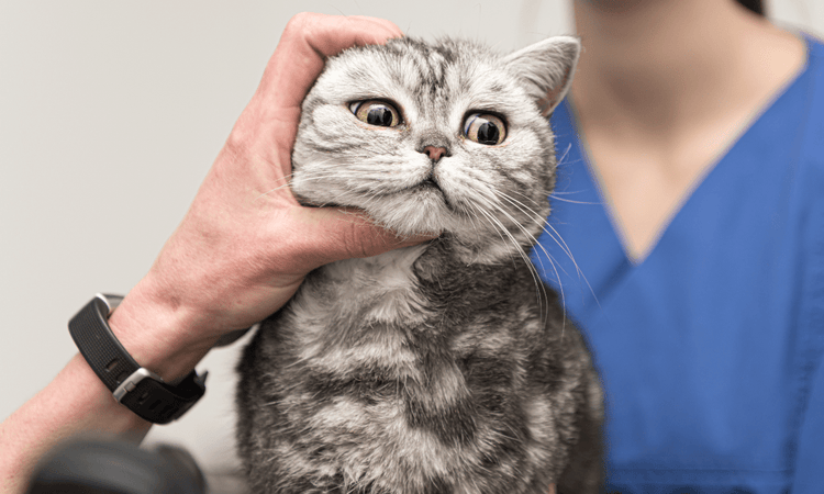 A veterinarian applies Panalog ointment to a gray cat.
