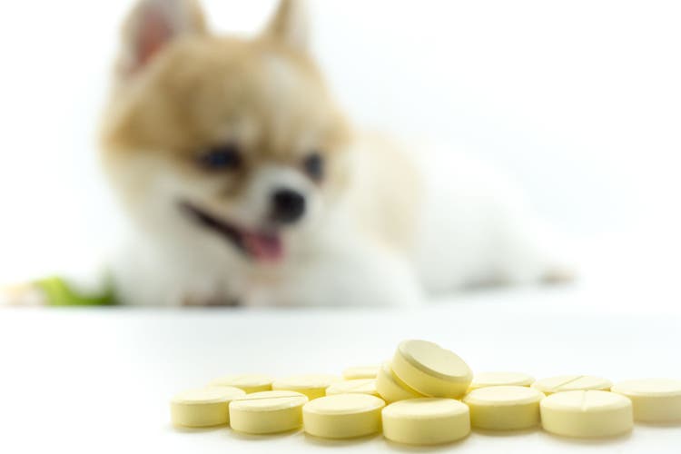 traumeel for dogs and cats