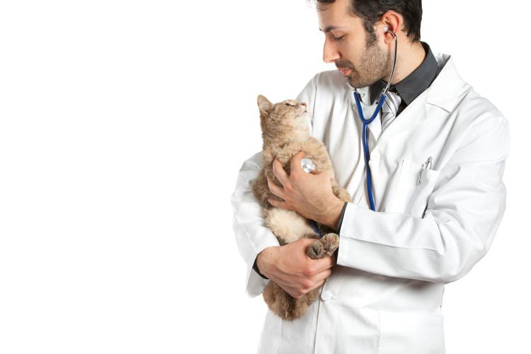 mometamax for dogs and cats