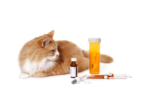 Antacid 2025 for cats