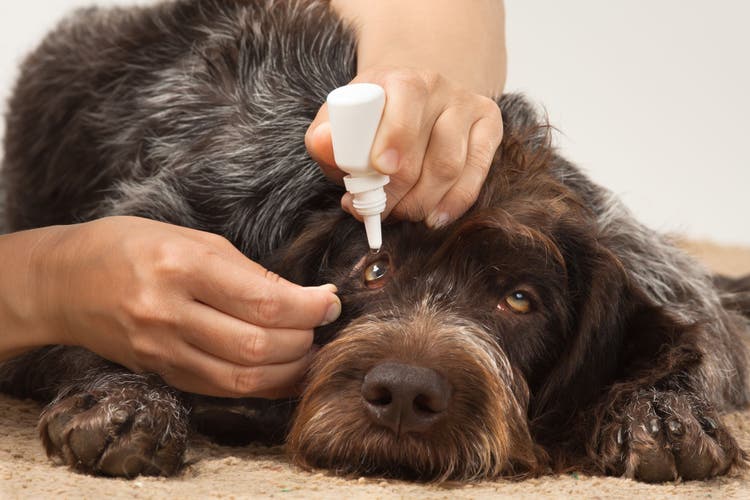 steroid eye medication for dogs