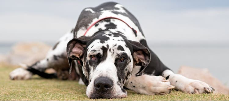 A harlequin Great Dane lying on the ground.