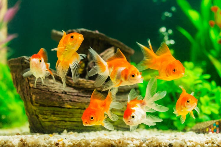 life expectancy of fish