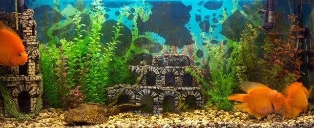 A healthy fish tank.