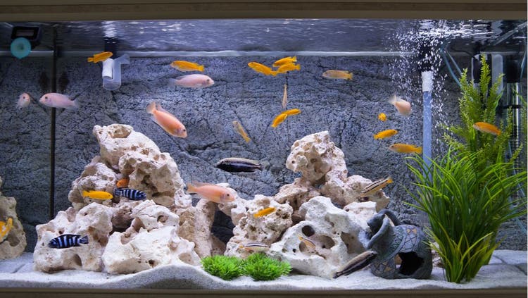 Supersaturation in Fish