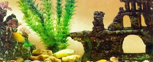 Aquarium Accessories - What Fish Need