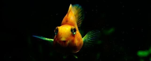 top 20 freshwater fish