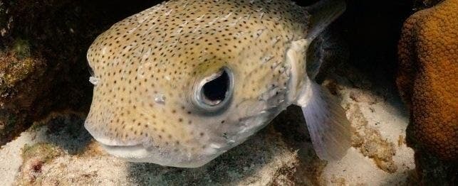 Porcupine puffer care sale