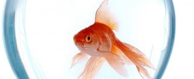 How To Care For Your Fish Bowl