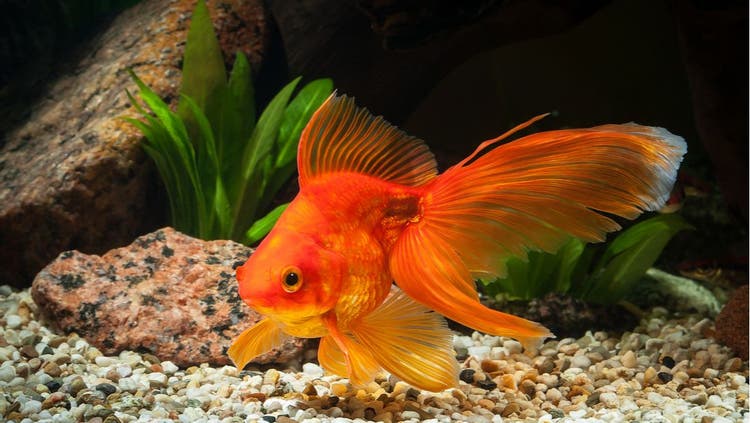 Goldfish