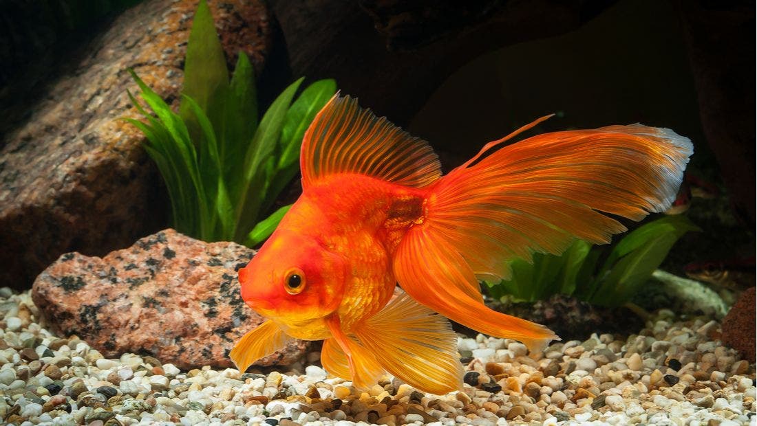 The goldfish on sale