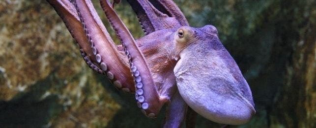 choosing an octopus