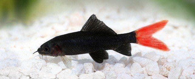 Black fin sales shark tropical fish