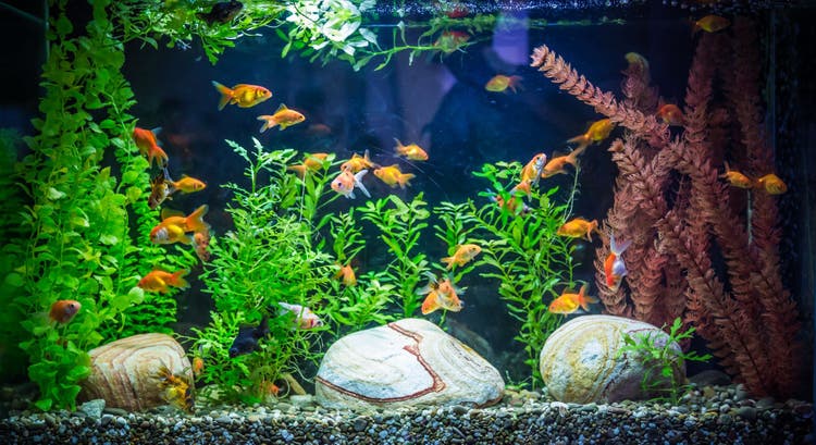 feeding newly hatched fish
