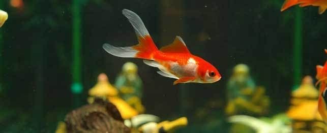A fish shortly after giving birth