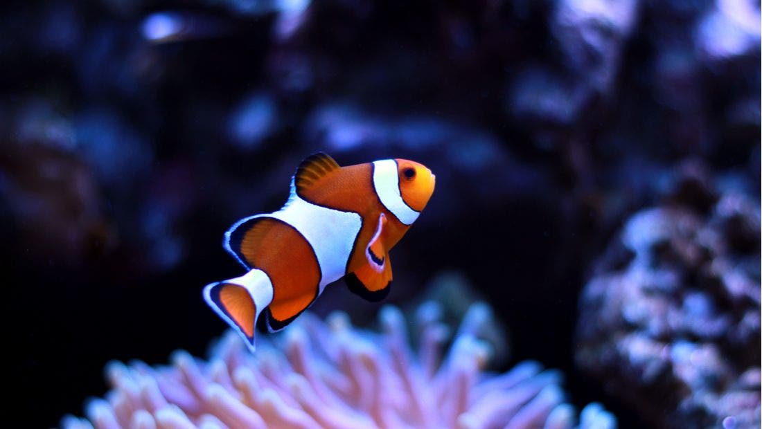 Understanding Your Fish’s Senses