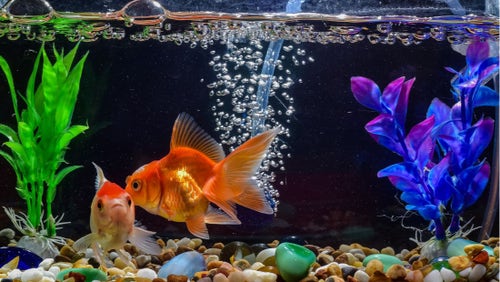 What Do Bubbles in My Fish Tank Mean? - PetPlace