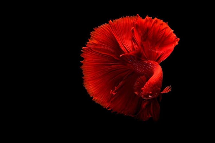 A red fish swims through dark water.