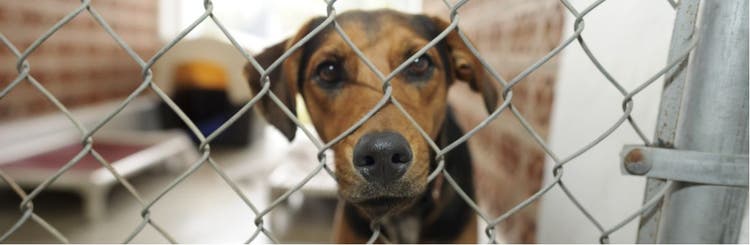 Shelter dog awaiting adoption.