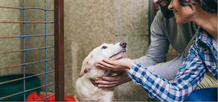 A couple pets a shelter dog.