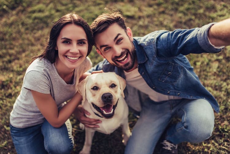 custody of pets