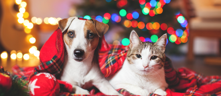 A dog and a cat getting into the holiday spirit.