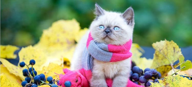 This kitty is so excited for fall.