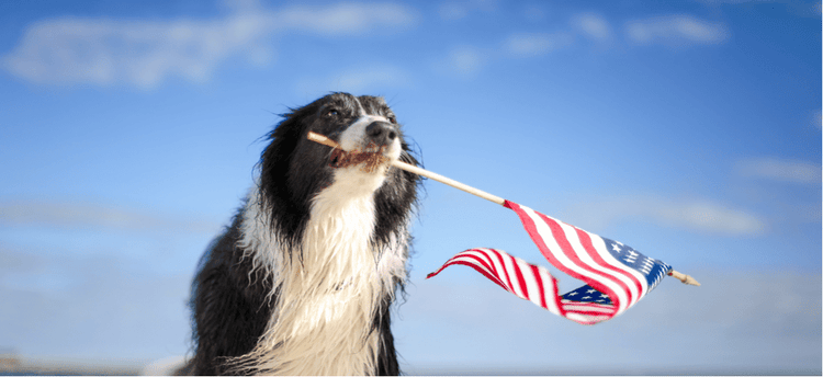 A patriotic Border Collie waving the American Flag.