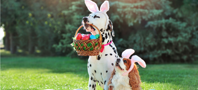 Two dogs excited for Easter.