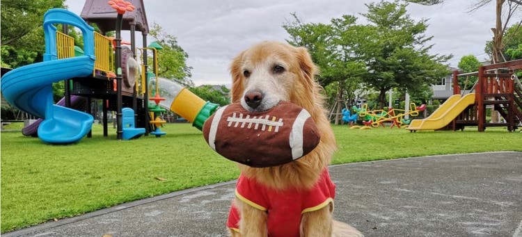 This furry football fan is ready for fall sports.