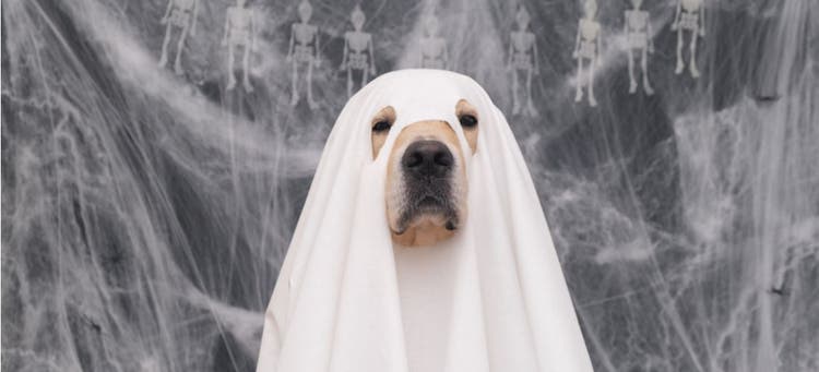 A dog in a ghost costume for Halloween.
