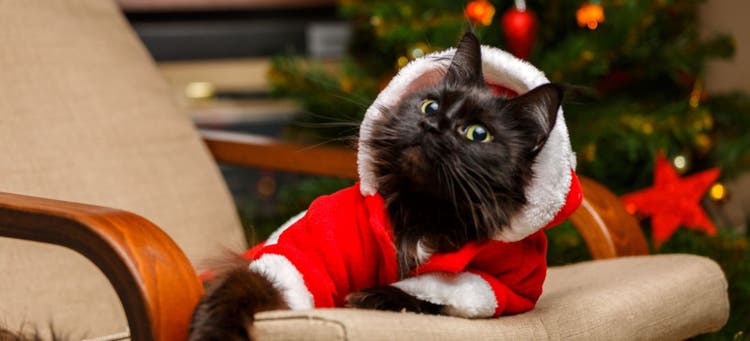 Influencer cat on TikTok.