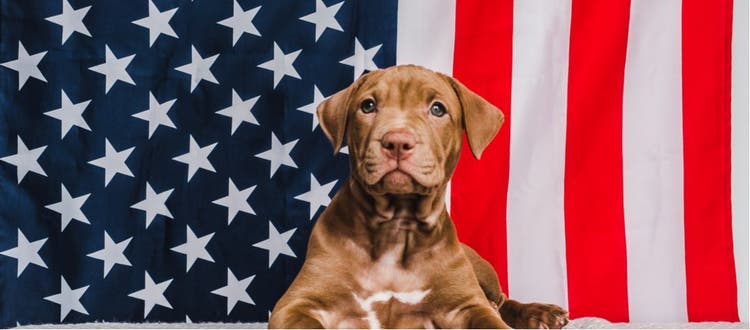 A patriotic puppy.