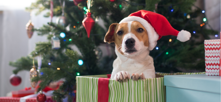 A Jack Russell Terrier pops out of a Christmas present wearing a Santa hat.