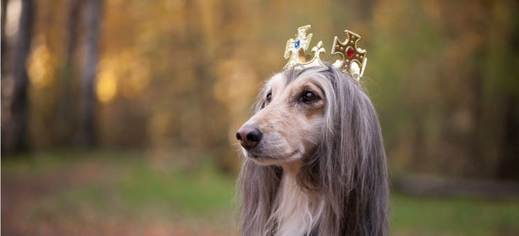A world record-setting dog wearing a crown.