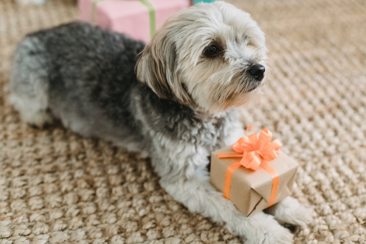 a small dog holding a tiny gift box