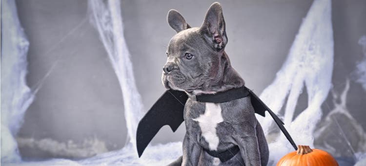 This French Bulldog definitely has the best Halloween costume.