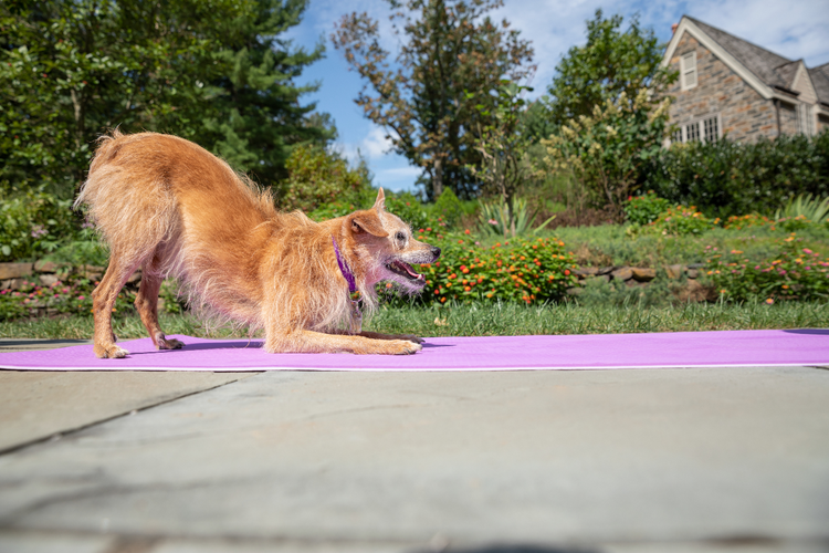 A small dog poses on a purple yoga mat.