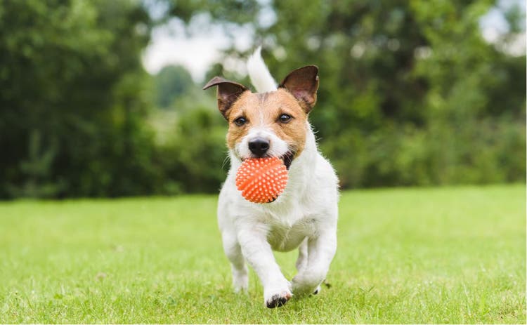 Dog running in the park with a toy in their mouth.