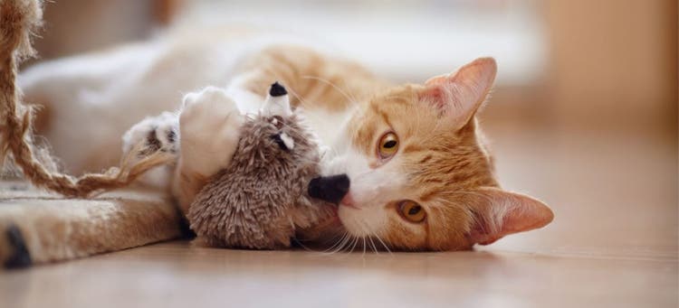 A cat playing with an enrichment toy.